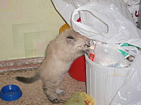 click for enlarge 1600 X 1200 422,8 Kb picture