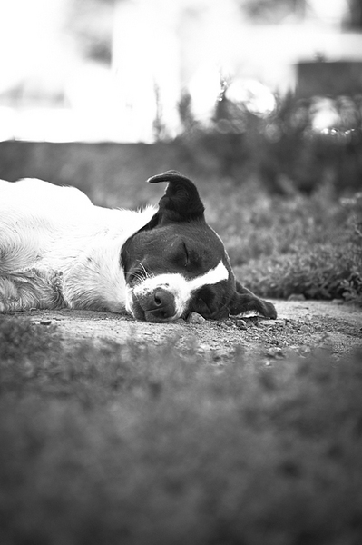 click for enlarge 532 X 800 201,4 Kb picture