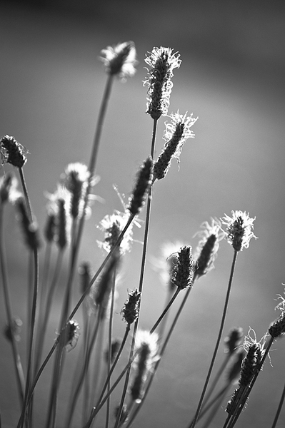 click for enlarge 532 X 800 219,4 Kb picture