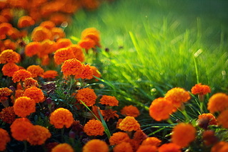click for enlarge 1024 X 686 269,8 Kb picture