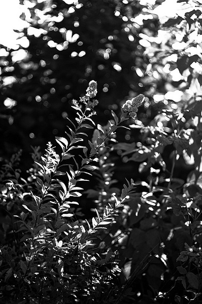 click for enlarge 531 X 800 200,0 Kb picture