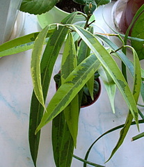 click for enlarge 990 X 1145 406,7 Kb picture