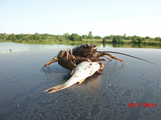 click for enlarge 1920 X 1440 381,4 Kb picture