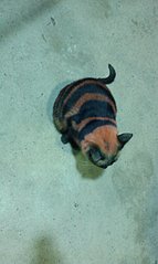 click for enlarge 1552 X 2592 666,9 Kb picture