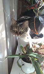click for enlarge 1552 X 2592 605,8 Kb picture