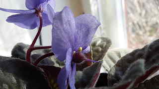 click for enlarge 1920 X 1080 85,9 Kb picture