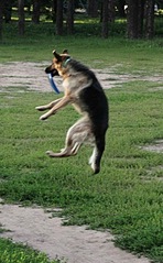 click for enlarge 395 X 640 66,7 Kb picture