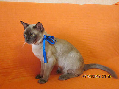 click for enlarge 800 X 600 115,4 Kb picture