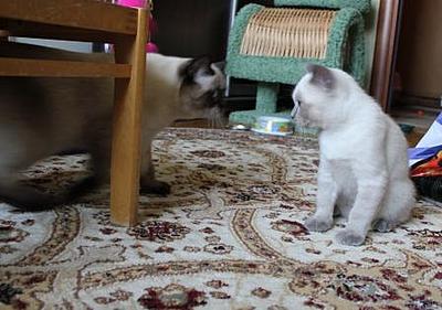 click for enlarge 448 X 315 41,9 Kb picture