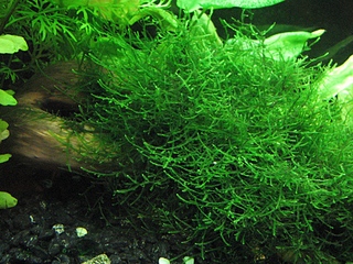 click for enlarge 900 X 675 406,8 Kb picture
