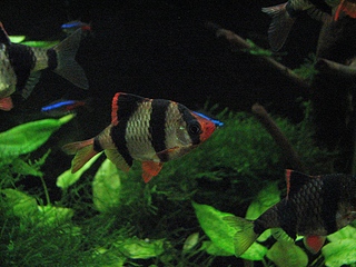 click for enlarge 900 X 675 350,3 Kb picture