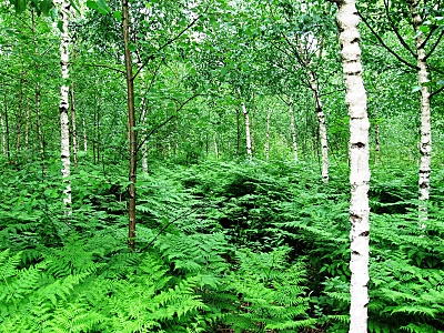 click for enlarge 800 X 600 505,8 Kb picture