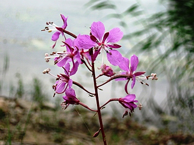 click for enlarge 800 X 600 209,3 Kb picture