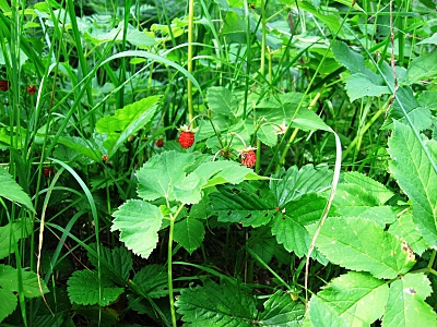 click for enlarge 800 X 600 342,2 Kb picture