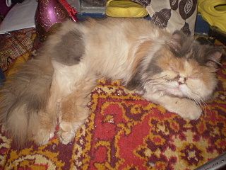 click for enlarge 640 X 480 148,7 Kb picture