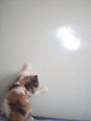 click for enlarge 1920 X 2560 834,3 Kb picture