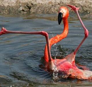 click for enlarge 500 X 471 33,4 Kb picture
