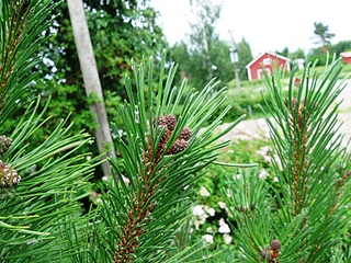 click for enlarge 800 X 600 312,7 Kb picture
