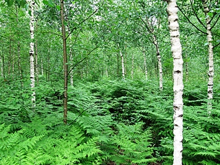 click for enlarge 800 X 600 468,0 Kb picture