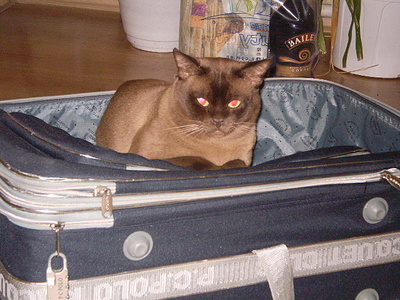 click for enlarge 640 X 480 172,0 Kb picture