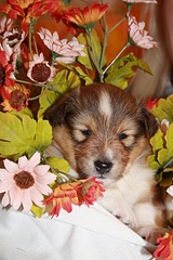 click for enlarge 1920 X 2880 470,4 Kb picture