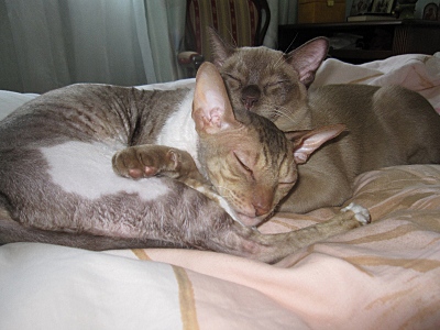 click for enlarge 800 X 600 203,9 Kb picture