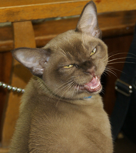 click for enlarge 1469 X 1654 347,1 Kb picture