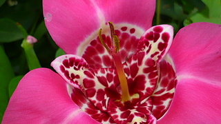 click for enlarge 1920 X 1080 858,4 Kb picture