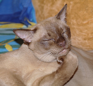 click for enlarge 647 X 600 214,5 Kb picture