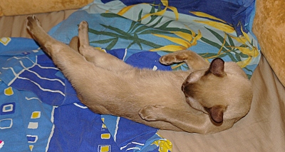 click for enlarge 800 X 426 218,9 Kb picture