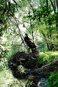 click for enlarge 540 X 807 257,7 Kb picture