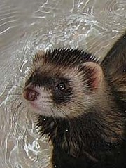 click for enlarge 199 X 264 32,0 Kb picture