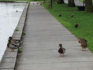 click for enlarge 1920 X 1440 643,7 Kb picture