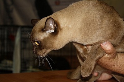 click for enlarge 500 X 333 38,9 Kb picture