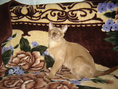 click for enlarge 1920 X 1440 299,2 Kb picture
