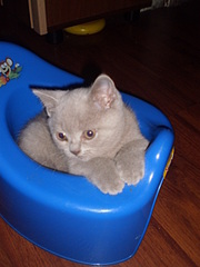 click for enlarge 1920 X 2560 235,3 Kb picture