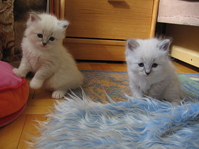 click for enlarge 1600 X 1200 418,9 Kb picture