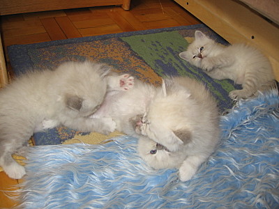 click for enlarge 1600 X 1200 444,3 Kb picture
