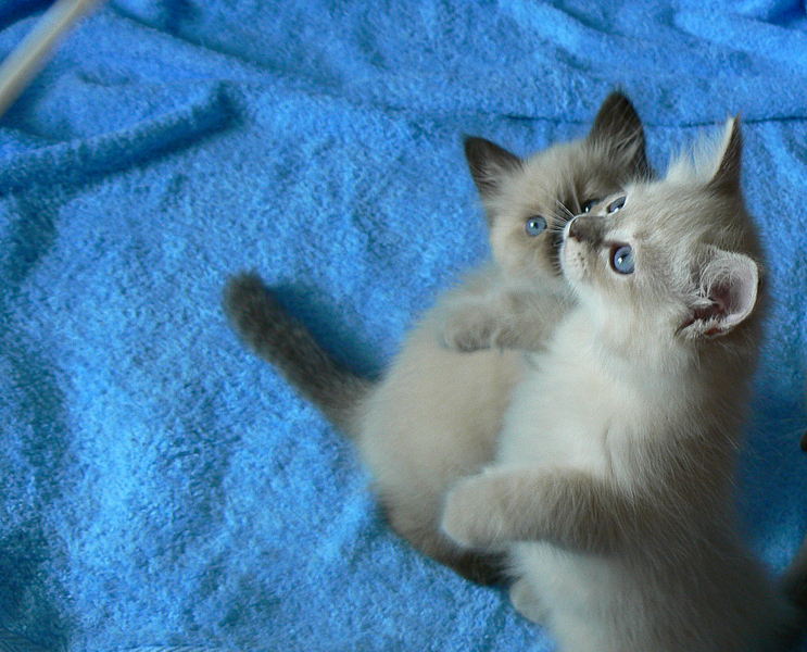 click for enlarge 1920 X 1549 330,6 Kb picture