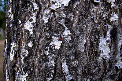 click for enlarge 1920 X 1276 518,8 Kb picture