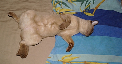 click for enlarge 800 X 417 184,3 Kb picture