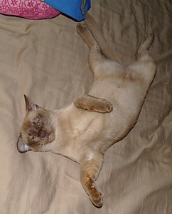 click for enlarge 600 X 743 215,4 Kb picture