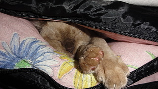 click for enlarge 1920 X 1080 882,6 Kb picture