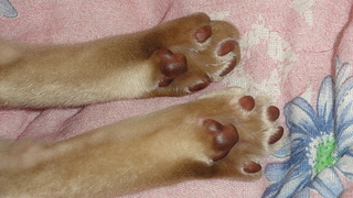 click for enlarge 1920 X 1080 901,5 Kb picture