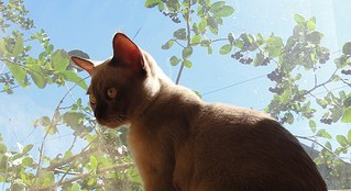 click for enlarge 1229 X 670 198,1 Kb picture