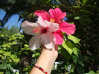 click for enlarge 640 X 480 136,3 Kb picture
