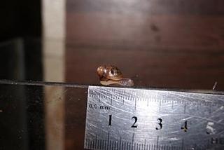 click for enlarge 448 X 300 43,9 Kb picture