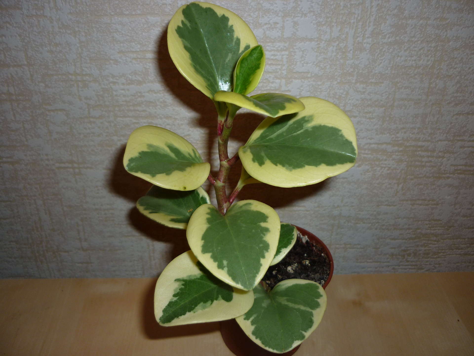 Комнатные растения с толстыми листьями. Фикус Пеперомия магнолиелистная. Фикус Пеперомия. Фикус Пеперомия туполистная.