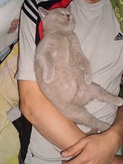 click for enlarge 1920 X 2560 258,3 Kb picture