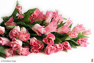 click for enlarge 500 X 333 166,7 Kb picture